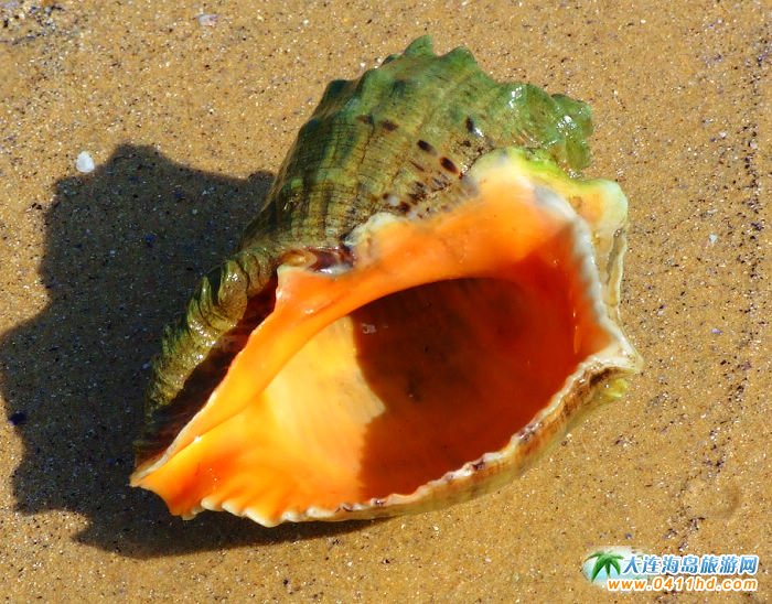 美丽的海螺壳