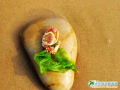 西中岛图片-螃蟹与海石