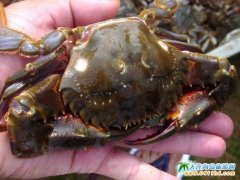 西中岛的大螃蟹
