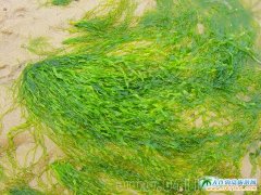 西中岛美景之海藻