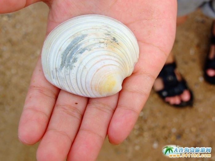 长兴岛北海海滨浴场沙滩图片美丽的贝壳