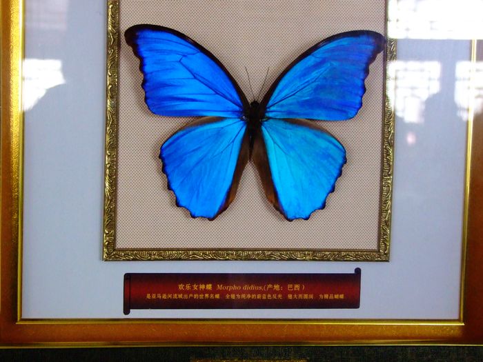旅顺蝴蝶园名蝶展示馆图片-最昂贵的蝴蝶标本