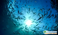 达里湖华子鱼洄游将在4月中下旬开启